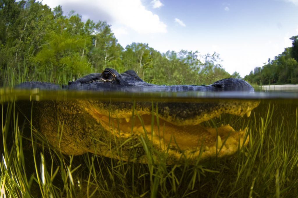 Alligator in de Everglades nationaal park