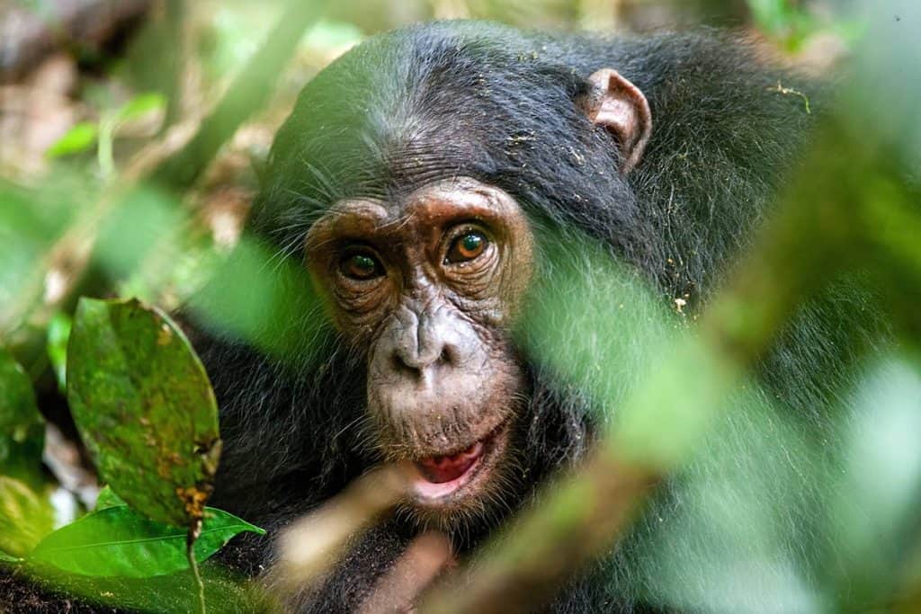 Chimpansee in Kibale Forest National Park, Oeganda