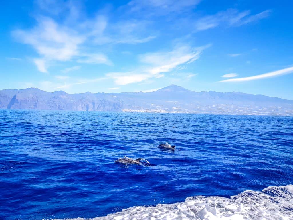 Dolfijnen zwemmen voor de kust van Tenerife