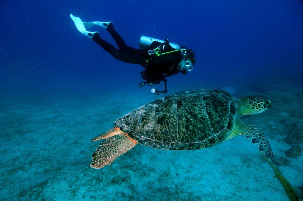 Duiker en groene schildpad in zee