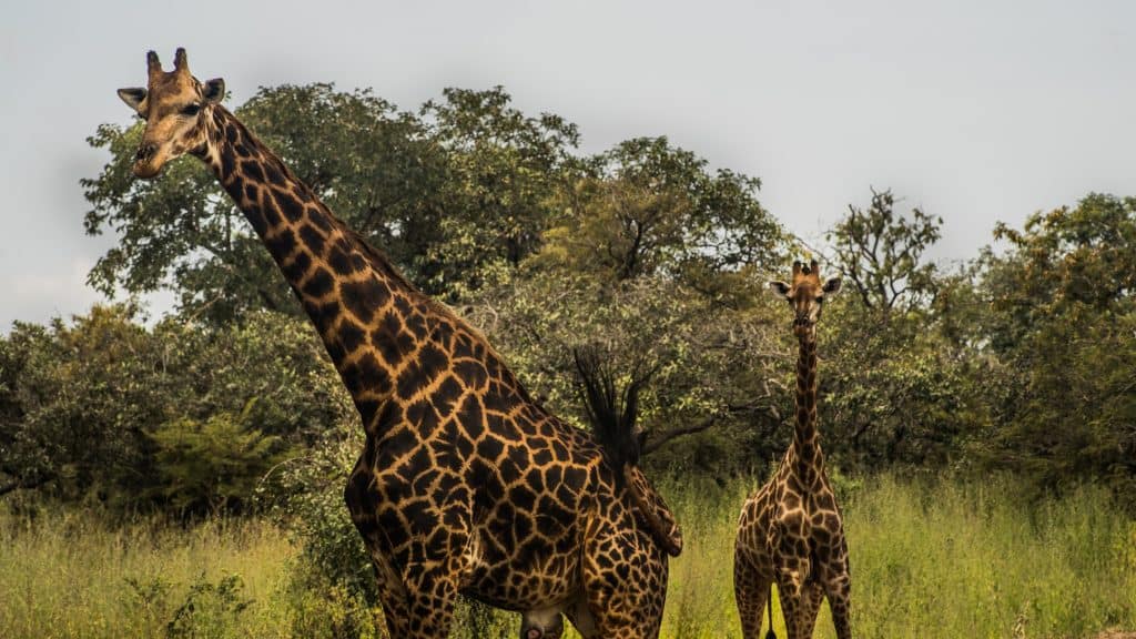 Giraffes in Fathala wildpark in Senegal