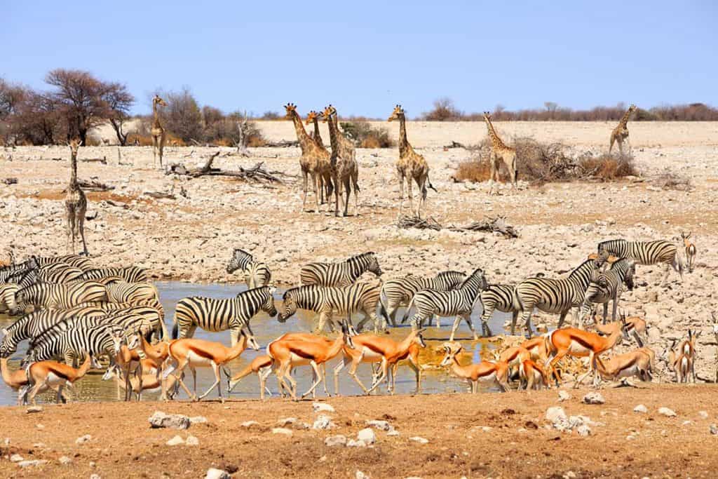 Giraffes, zebra's en springbokken water drinken in Etosha National Park, Namibië