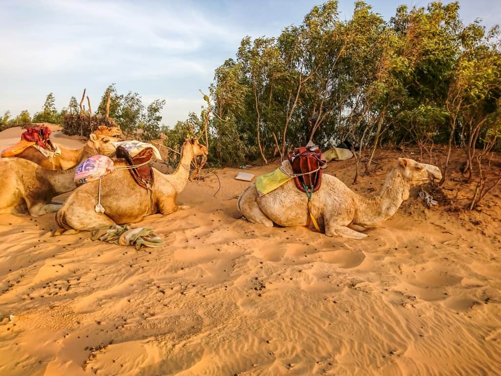 Kamelen in de Lompoul woestijn