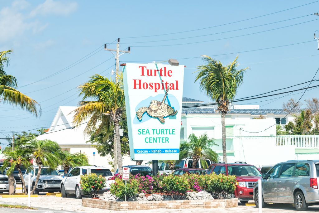Schildpadden turtle hospital