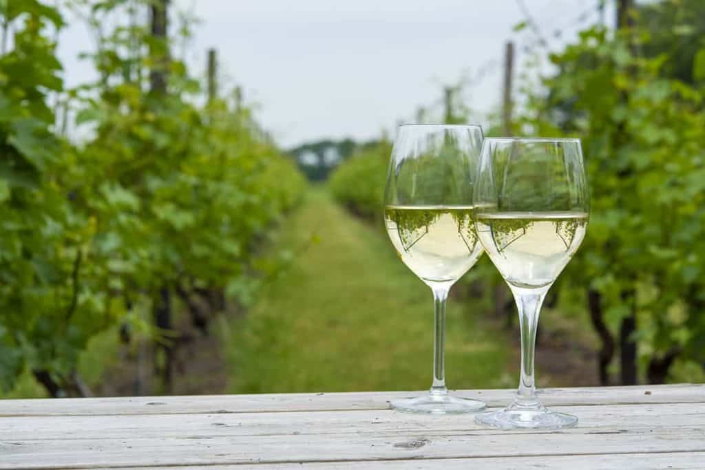 Twee glazen witte wijn met uitzicht op een Nederlandse wijngaard