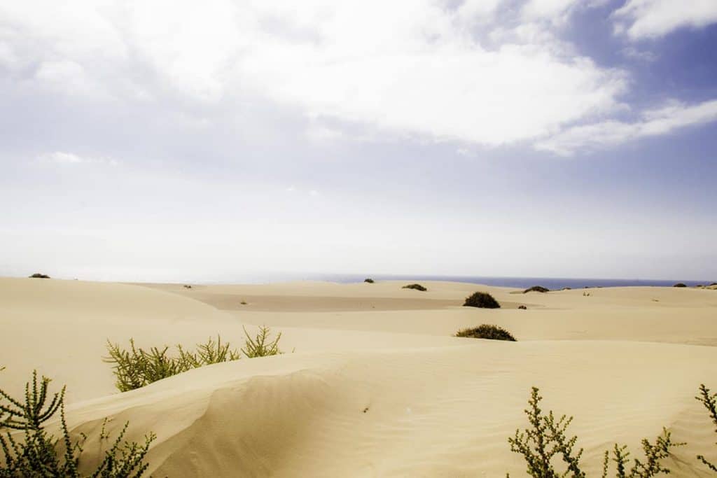 Uitzicht over de goudgele duinen van Dunas de Corralejo
