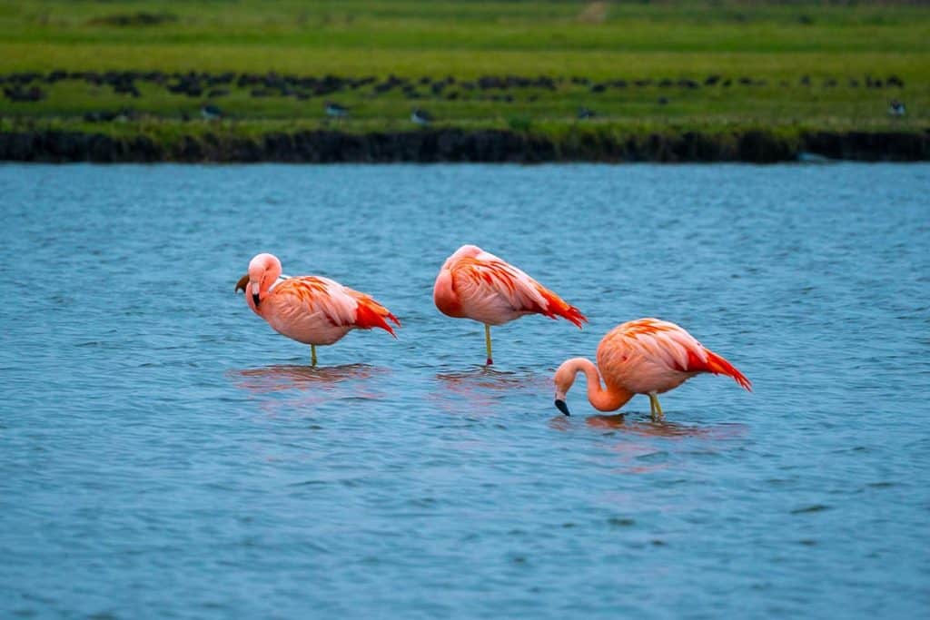 Wilde flamingo's in een meer in Nederland
