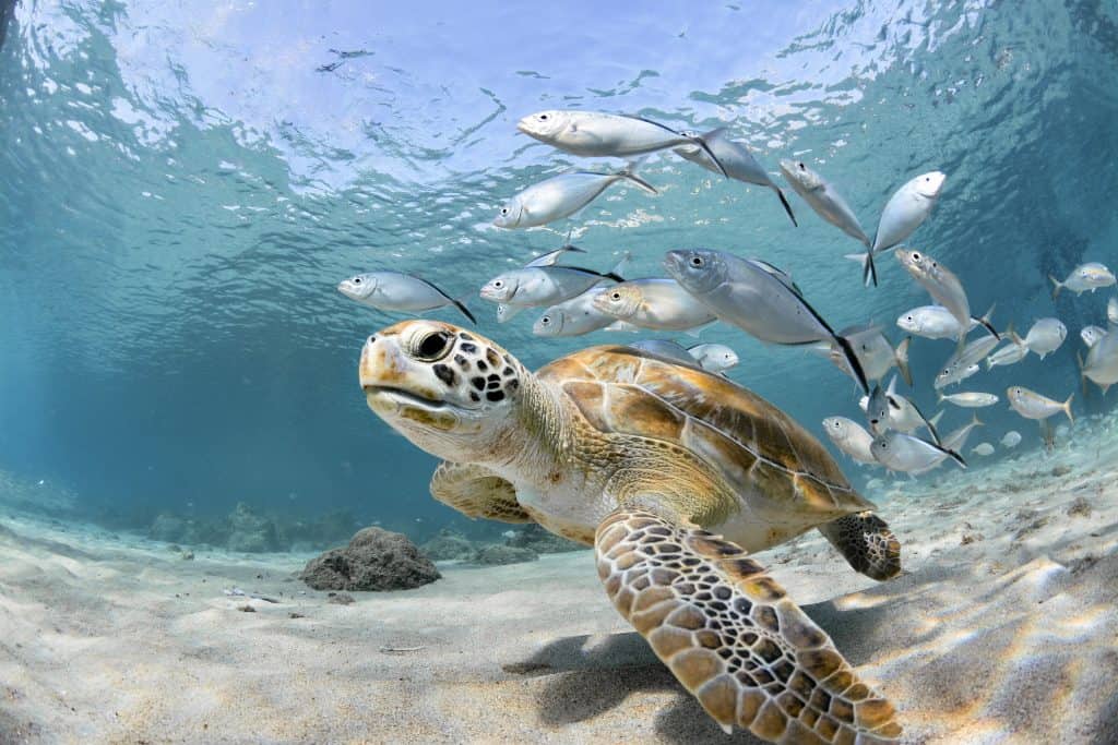 Caretta Caretta schildpad in de zee