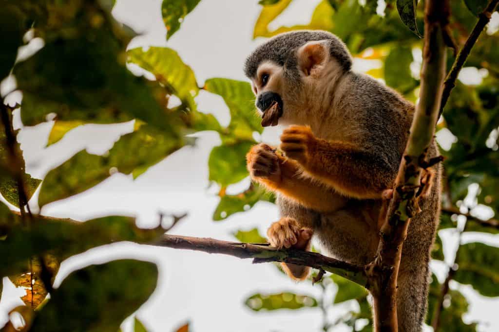 Een aap in Yasuni nationaal park in Ecuador
