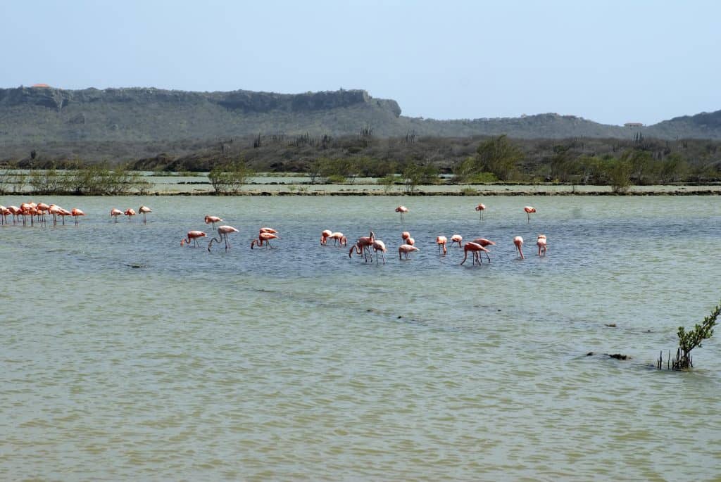 Flamingo's in een zoutmeer