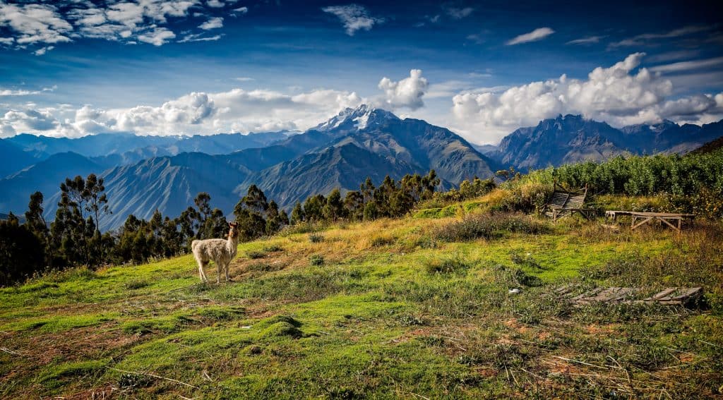Lama in het Andes gebergte
