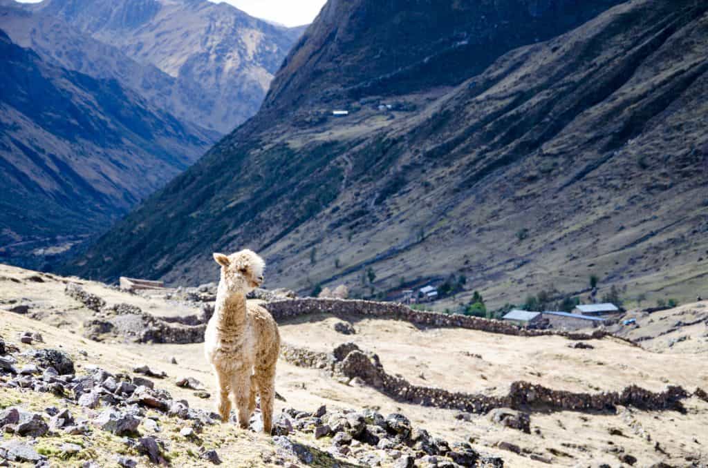 Lama op de Lares Trek naar Machu Picchu