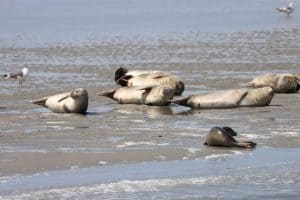 Zeehonden op een zandplaat voor Ameland