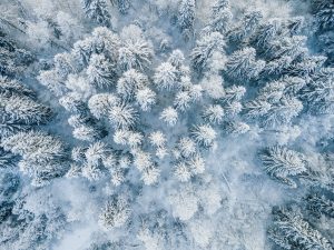Besneeuwd bos in Lapland, in het noorden van Finland