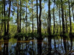 Bomen in het moeras van Louisiana