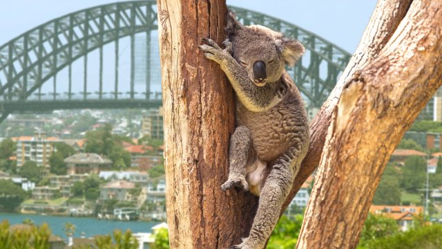 Weer in  Australië in augustus