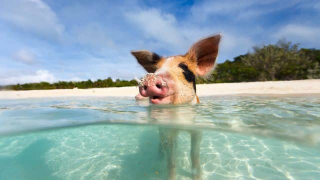 O clima de Bahamas