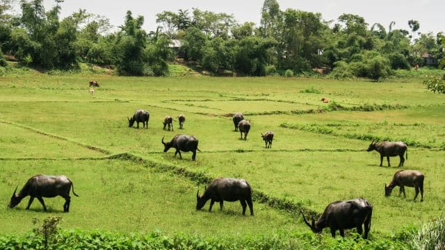 Das Klima von Bangladesch