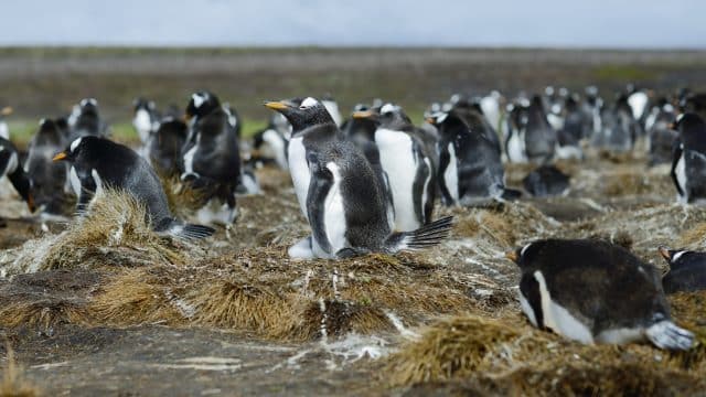 Klima v Falklandy (Malvíny)