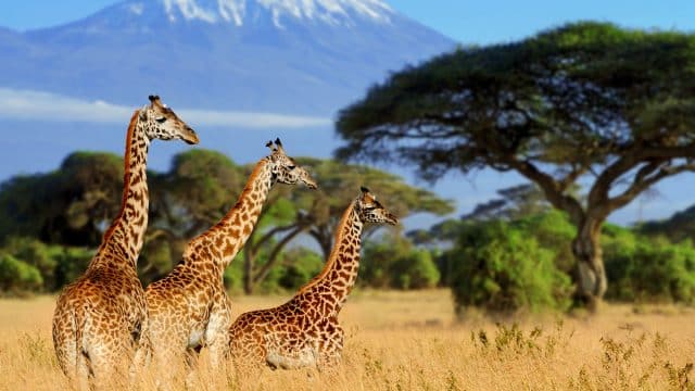 Weer in  Kenia in februari