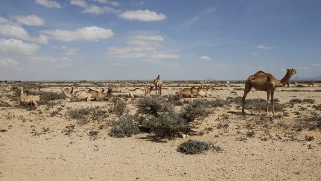 Weer in  Somalië in augustus