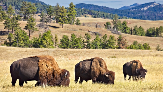Le climat de Parc national des Badlands