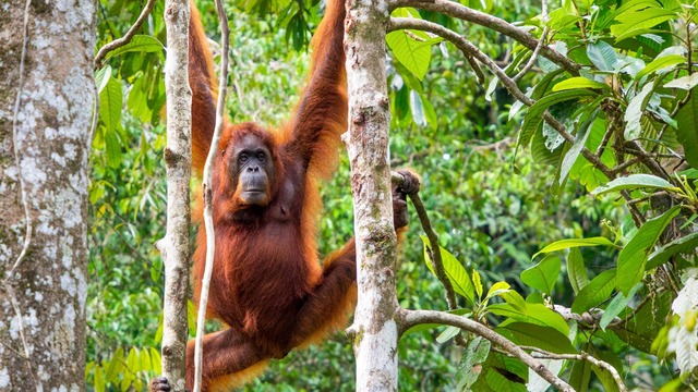 The weather in January in Borneo