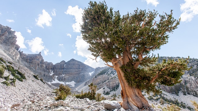 Klima v Great Basin National Park