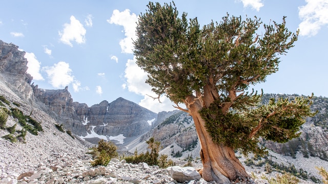 Parque nacional de la Gran Cuenca