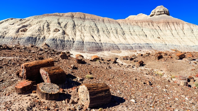 Weer in  Petrified Forest National Park in januari