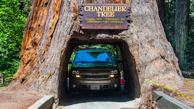 Weer in  Redwood National Park in januari