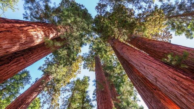 30-daagse weersverwachting Sequoia & Kings Canyon National Park