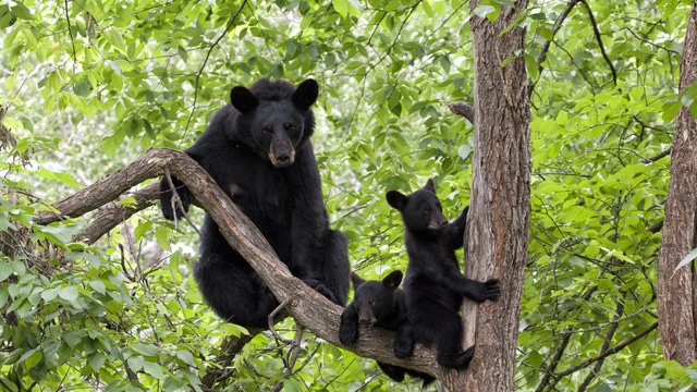 Parque Nacional de Shenandoah