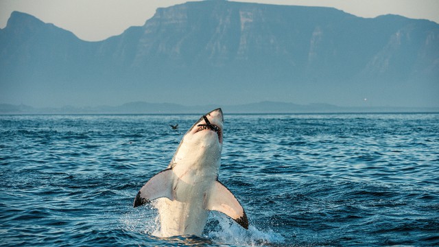 Weer in  Gansbaai in januari