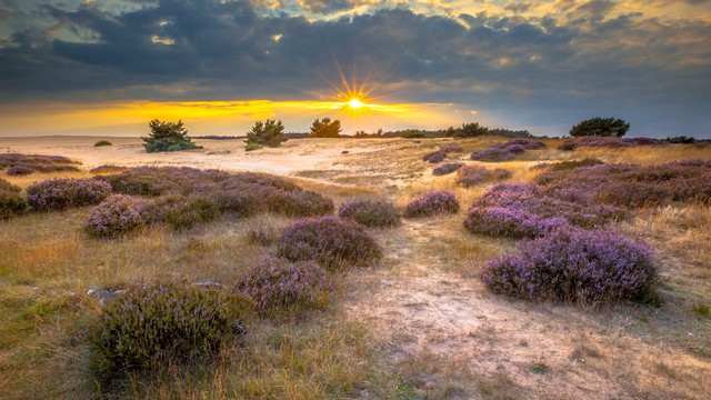 De Hoge Veluwe (parc national)