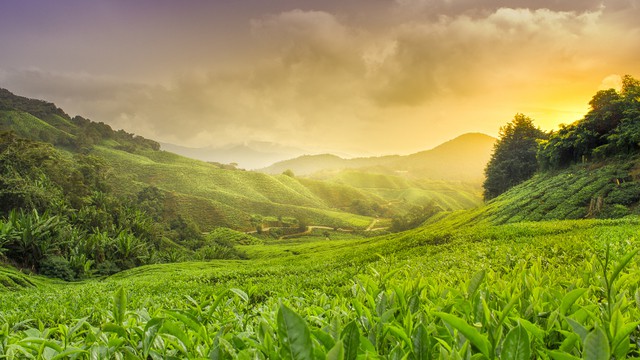 Weer in  Cameron Highlands in september