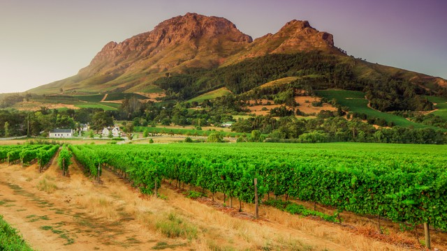 Cape Winelands