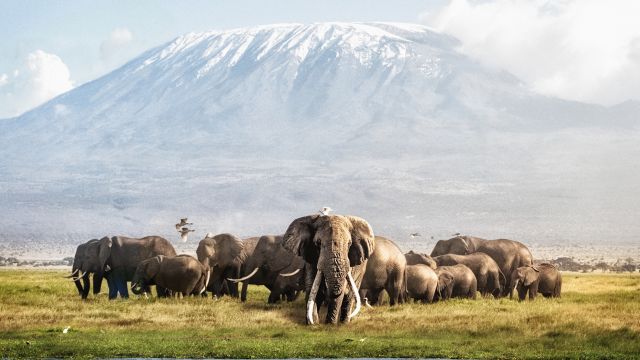Het klimaat van Amboseli National Park en de beste reistijd