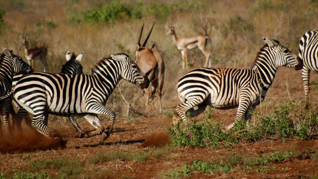 Weer in  Tsavo West National Park in augustus