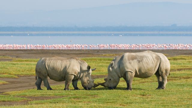 Weer in  Lake Nakuru National Park in april