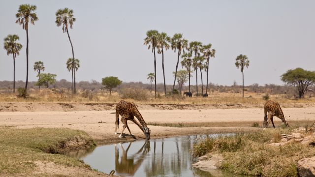 Weer in  Ruaha National Park in april