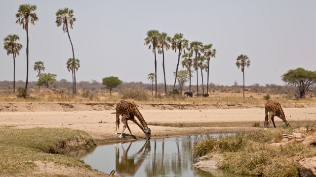 Ruaha National Park
