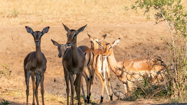 Het klimaat van Hluhluwe-iMfolozi Park en de beste reistijd