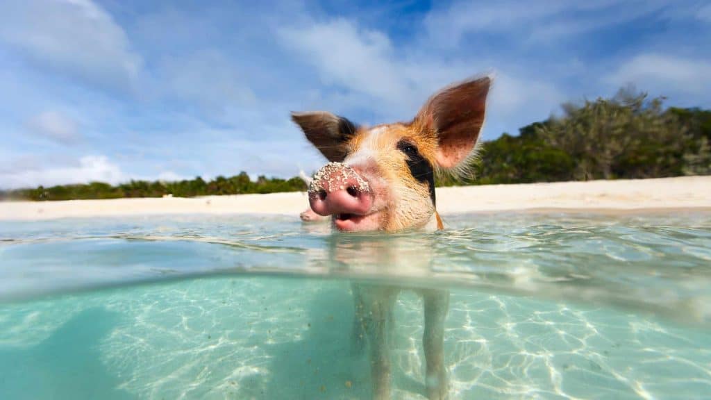 Het klimaat van Bahama's, temperaturen, zon & beste reistijd