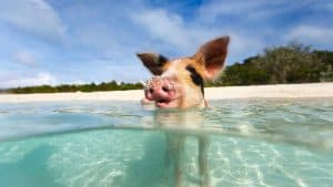 Weer en temperatuur in Bahama's in februari 2026