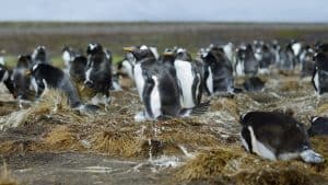 Weer en temperatuur in Falklandeilanden in juni 2025