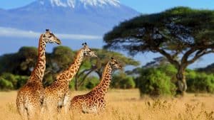 Kenia temperaturen, klimaat en het weer per maand
