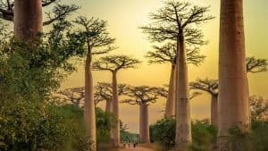 Madagaskar temperaturen, klimaat en het weer per maand