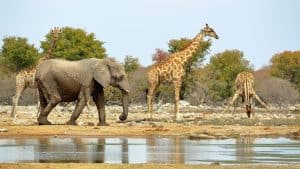 Weer en temperatuur in Namibië in maart 2026