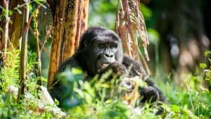 Weer Rwanda in juli 2017: temperatuur, zon en neerslag